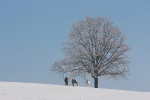 rEITEN baYERN - pfERDE rEITSTALL