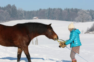 Pferd Freiarbeit - Sonja Schett Reiten im Winter
