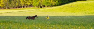 Yoga und die Verbindung zum Pferd -Sonja Schett mit Pony Sternchen auf der Waldwiese in Grabenstätt